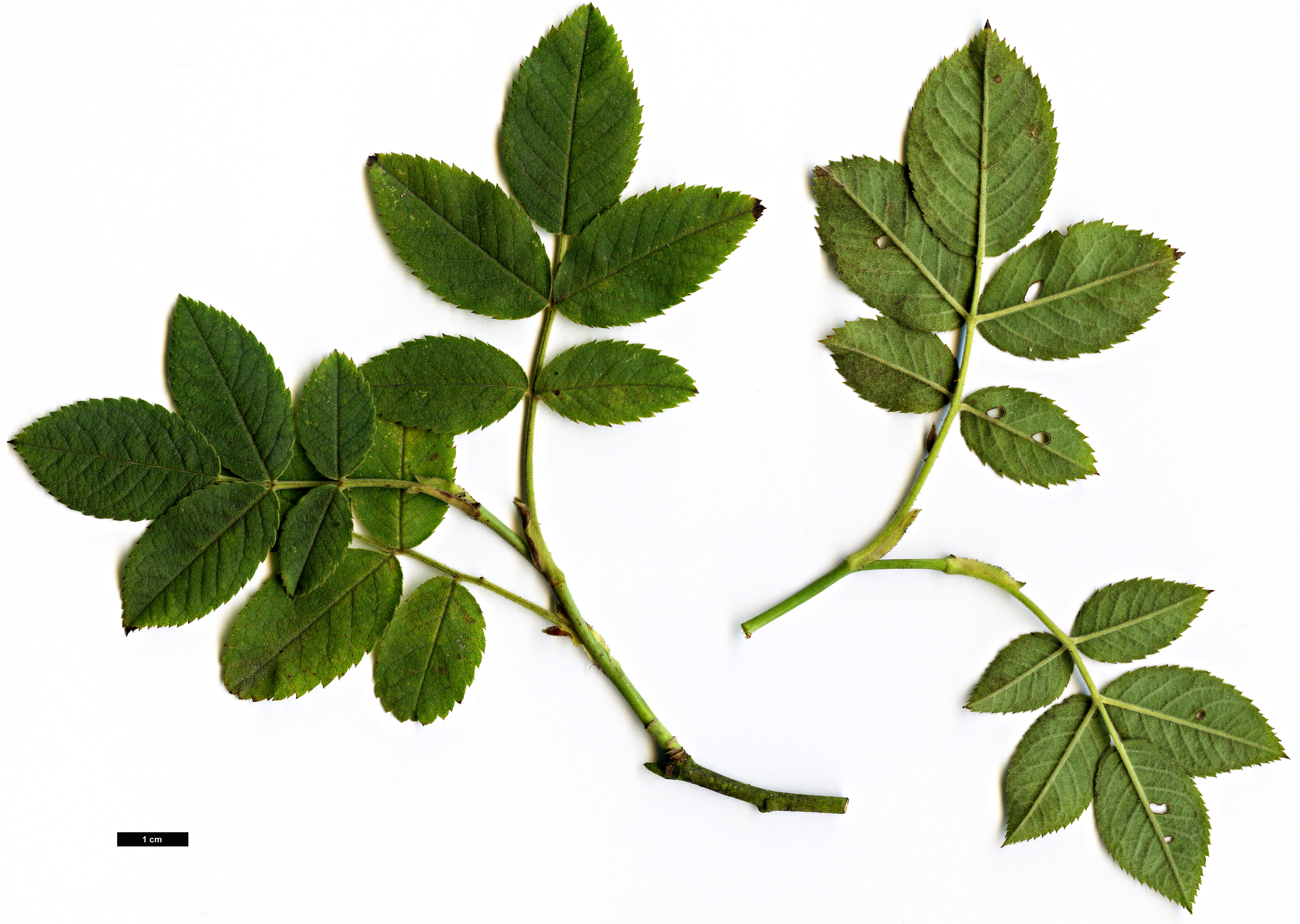 High resolution image: Family: Rosaceae - Genus: Rosa - Taxon: tomentosa High resolution image: Family: Rosaceae - Genus: Rosa - Taxon: tomentosa